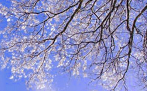 冬天小学日记15篇