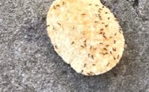 三年级蚂蚁观察日记15篇