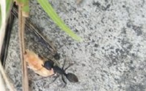 有关蚂蚁观察日记集锦八篇