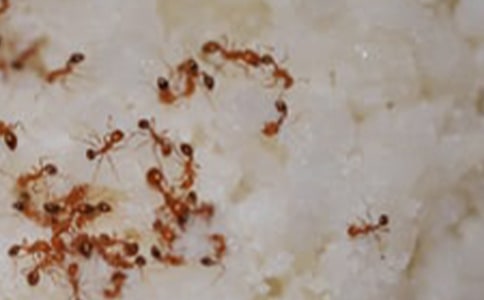 观察蚂蚁日记13篇