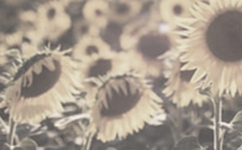 太阳花观察日记汇编6篇