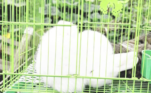 观察小兔子日记13篇