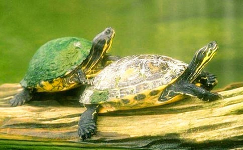 关于乌龟观察日记作文集锦8篇