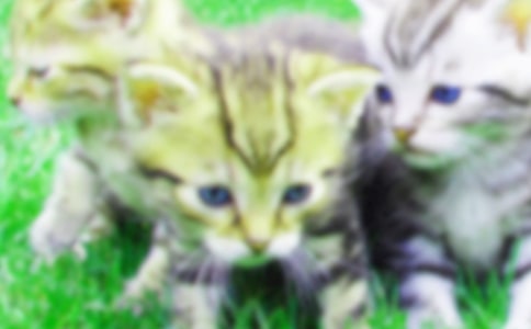 观察小猫的日记 (15篇)