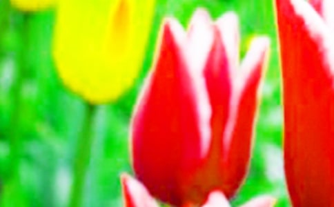 观察郁金香的日记