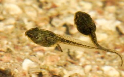 蝌蚪的观察日记精选15篇