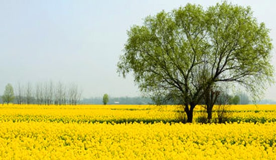 【精华】春游日记模板锦集六篇